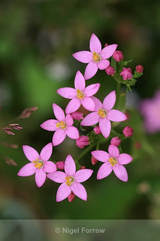 Common Centaury, Warburg Nature Reserve, Chiltern Hills, Oxfordshire - PLANTS
