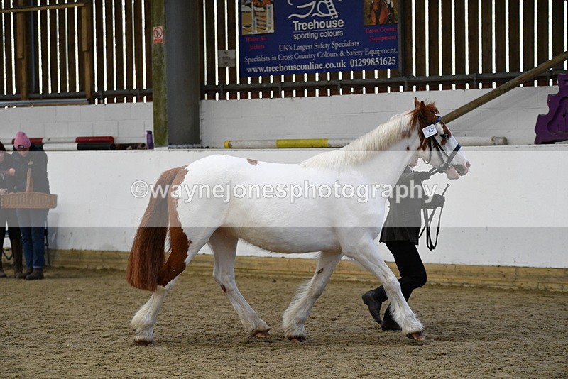 WJ5_5077 - Class 7 In hand coloured / odd coloured