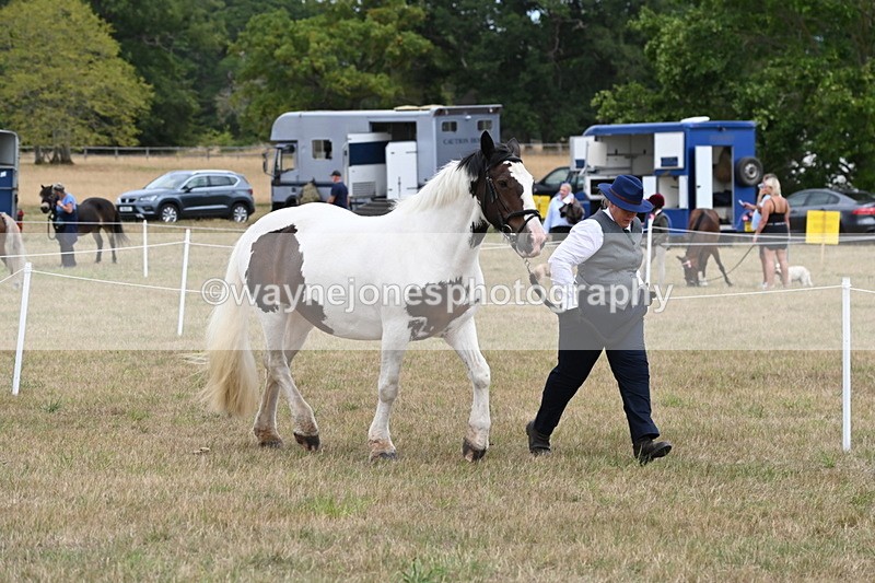 WJ6_5305 - Class 18 In-hand Coloured
