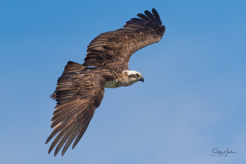 0A3A4505 Wings spread - Osprey