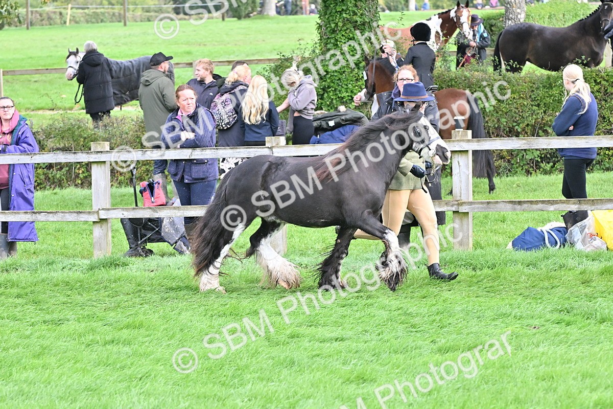 SBM_56956 - S45 - Coloured Pony In Hand