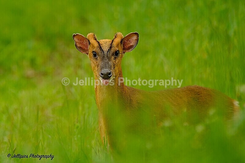 - Wildlife and Nature