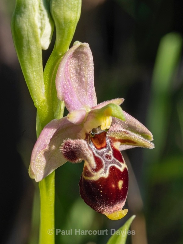 Horned Ophrys (Ophrys cornuta syn O. scolopax ssp cornuta) also  known as O.oestrifrea ssp montis-leonis  - Gargano - Wild Orchids
