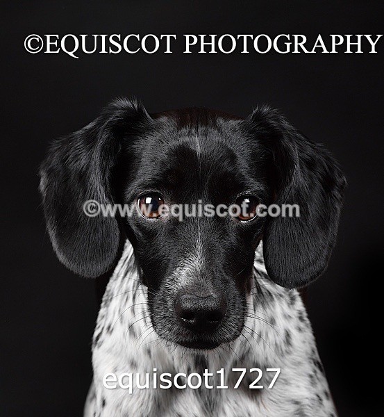equiscot1727 - TAM