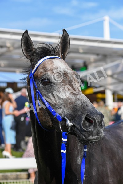 250823-Race 7-Silver Sword-1324 - Race 7 5.15pm Sky Bet Mile Handicap