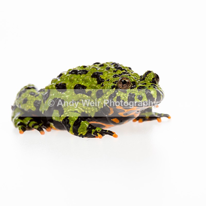 20140120-3K8A8349 - Frogs & Toads