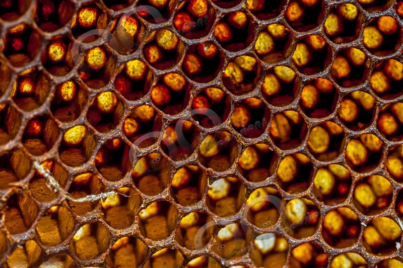 bee-3717 - Insects from around the world