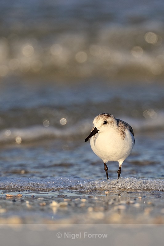 Sanderling standing in the sea, Fort De Soto, Florida - Sanderling