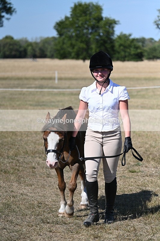 WJ7_1561 - Class 42 Most Handsome Gelding