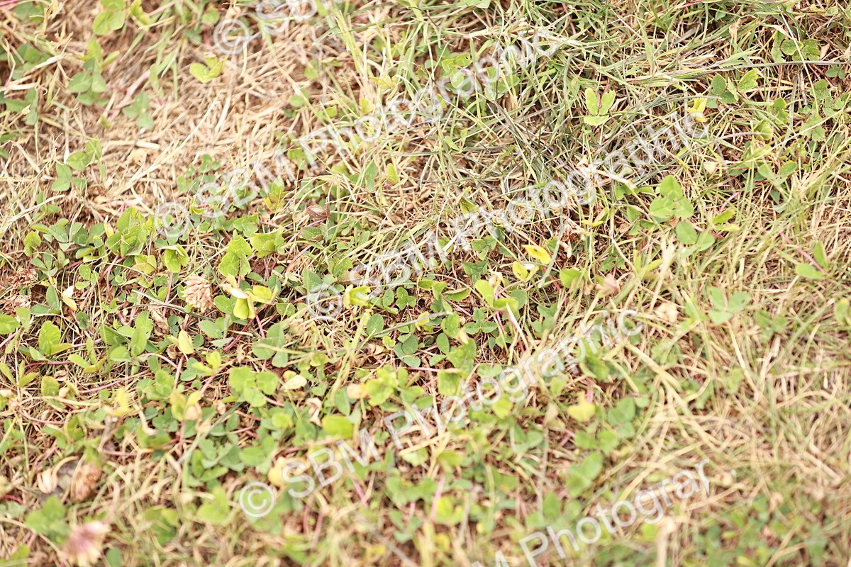 SBM_019820 - Class 19-21 - Elementary 6-Medium 6