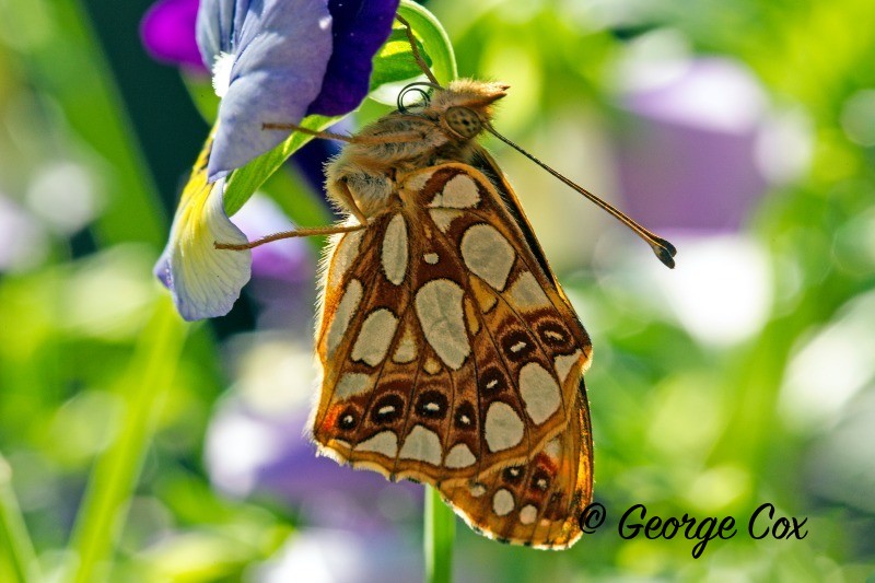 Queen of Spain Fritillary - Issoria lathonia