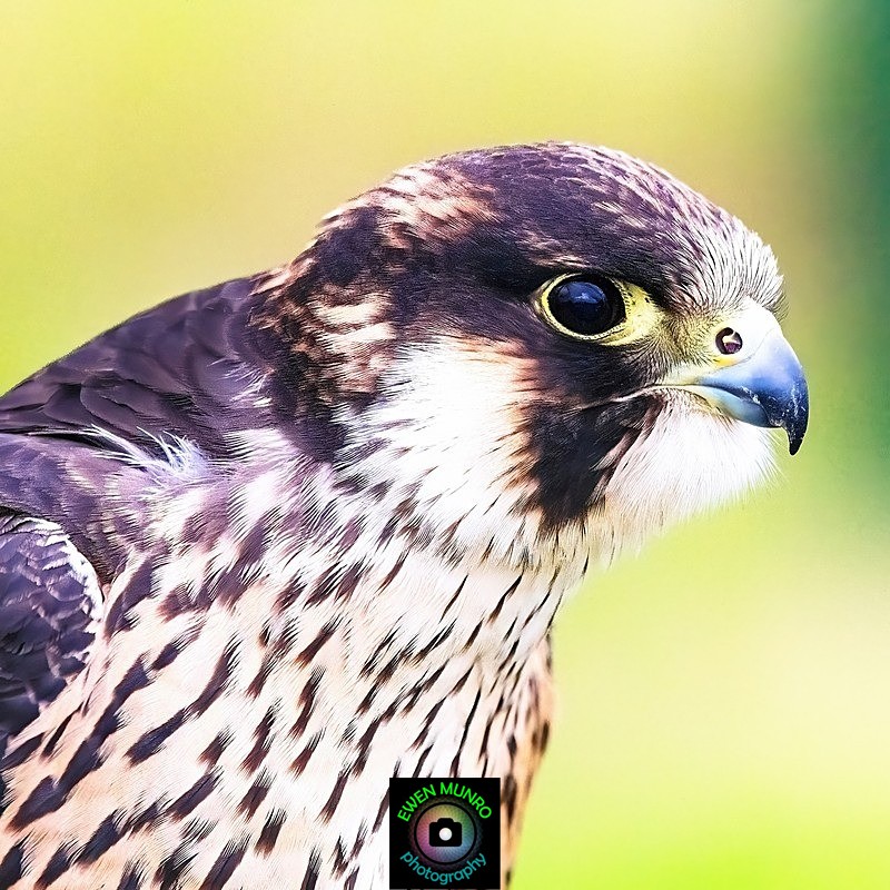 BBR-04-Peregrin Falcon - Raptors