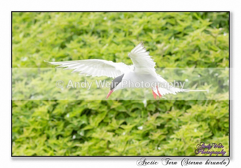 190604-untitled-8E0A4944-Edit - Terns