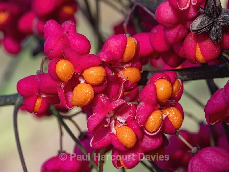 Spindle tree (Euonymus europaeus) - Autumn Colours 2020