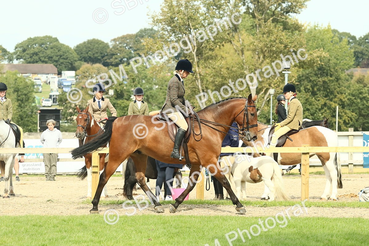 SBM_66703 - S34 - Rehabilitated Rescue Horse & Pony In Hand & Ridden