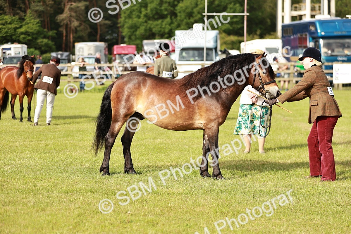 SBM_00500 - Class 14-23 - Mountain & Moorland In Hand Non Welsh
