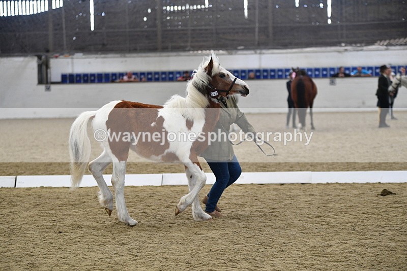 WJ5_4962 - Class 7 In hand coloured / odd coloured