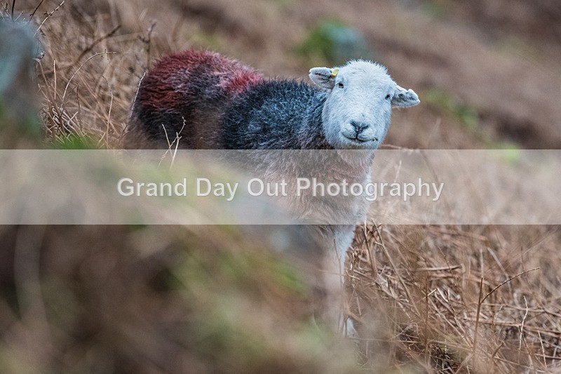 Elterwater-330 - Kendal Winter League Elterwater Junior & Senior Fell Races Sunday 25th January 2026
