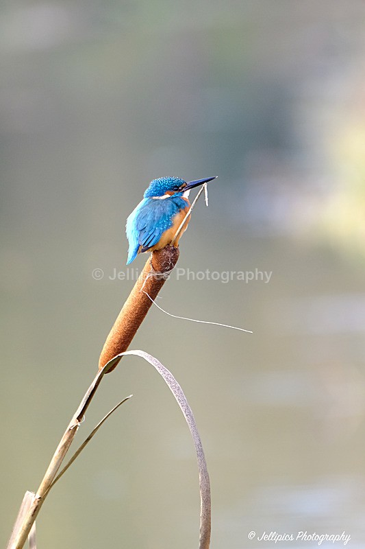  - Wildlife and Nature