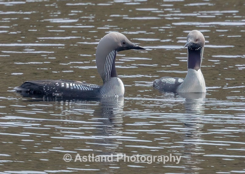 Black-throated Divers - Latest Images
