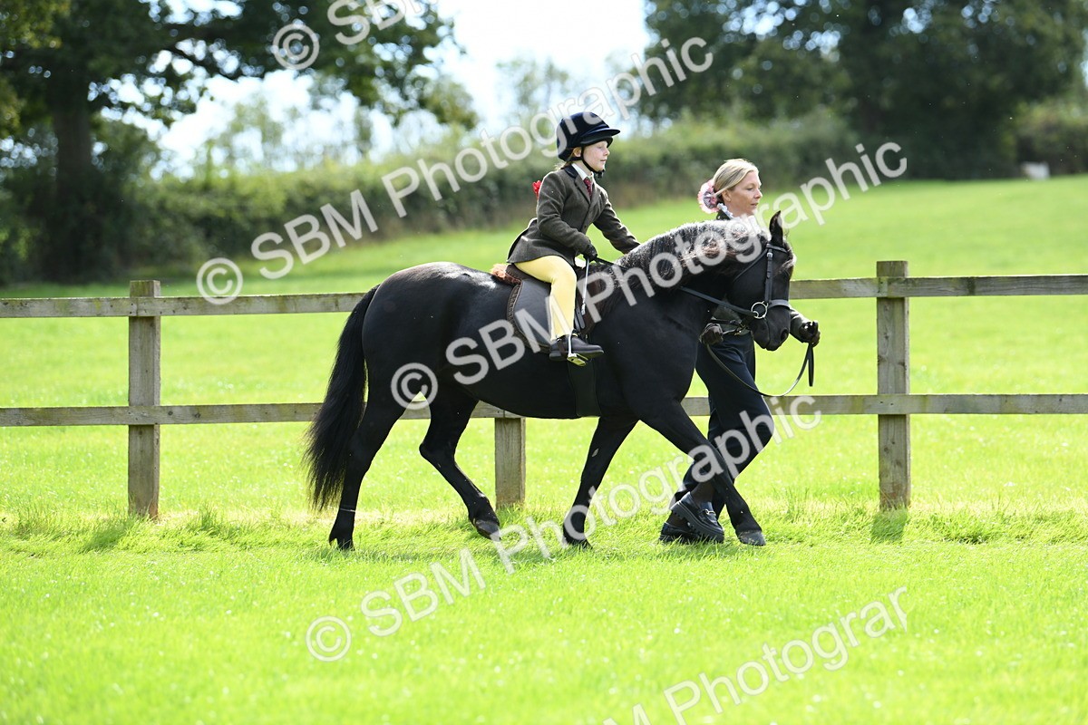 SBM_42542 - S20 - Lead Rein Mountain & Moorland Pony