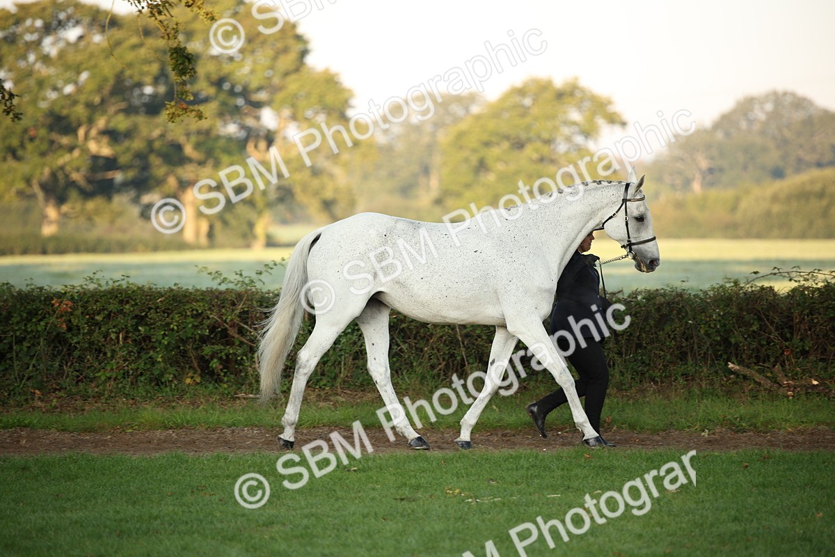 SBM_56846 - S49 - Riding Horse & Hack & Thoroughbred In Hand