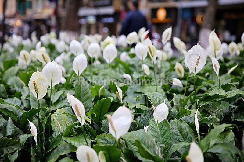 VIET_1264 - Vietnam 2017