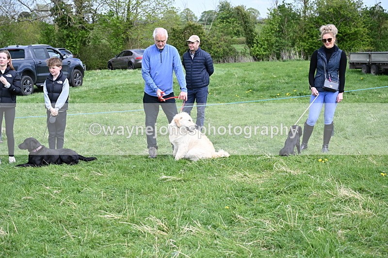 WJ6_8734 - Class 8 Best Working / Gun Dog or Bitch