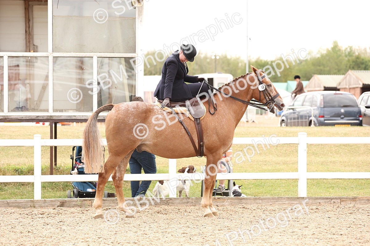SBM_16423 - Class 211 - Best Side Saddle Horse - Pony
