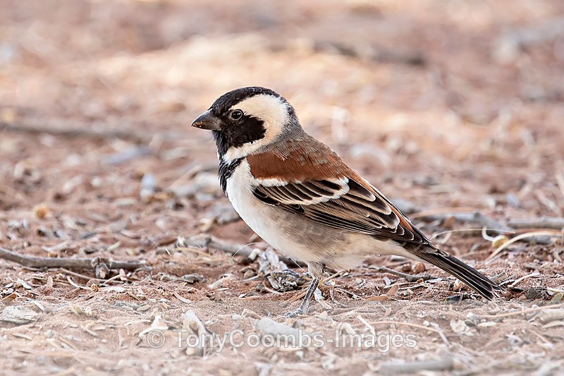 Cape Sparrow - Deadvlei and Sossusvlei