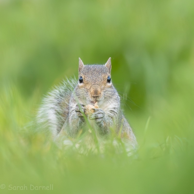 Squirrel Picnic 2026 - Greeting Cards