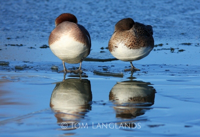 Wigeon - Wildfowl