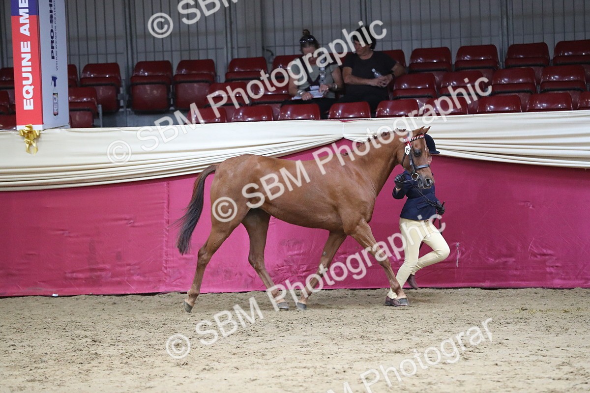 SBM_06384 - Class 9R Regional- IH Pre Vet