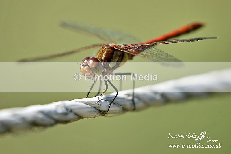 BE250819 0562a - Nature