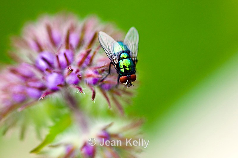 Green Bottle Fly - 3328_00001 - Insects