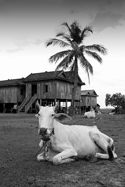  - Cambodia
