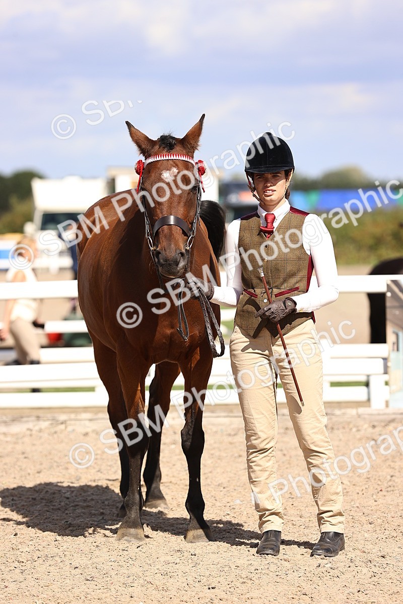 SBM_14388 - Class 412 - Handsomest Gelding (IH or Ridden)Adult