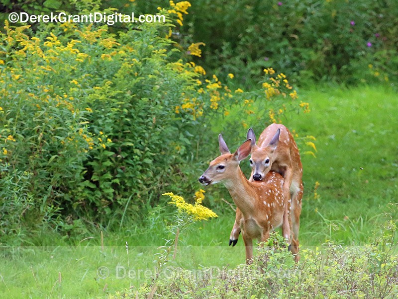 White-tailed Fawns @ Play - Mammals, Reptiles & Amphibians