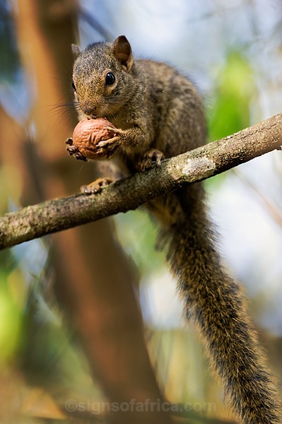 Ochre Bush Squirrel, Kenya Tree Squirrel, Nairobi, Kenya