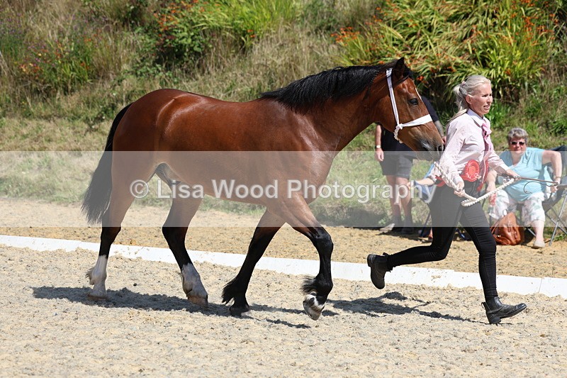 3E7A9827 - In Hand Championship