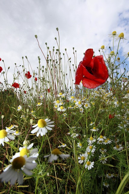 Wild Poppies in Somerset_003 - Wild Flowers,  plants & Fungus photography, Great Britain