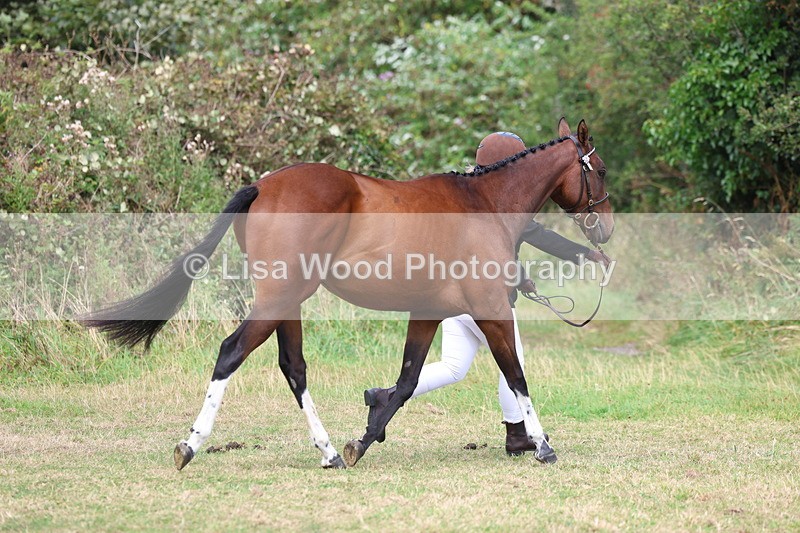 3E7A5512 - Class 20: Sports Horse In Hand