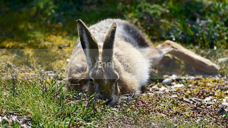 A quick nap, I think... - Hares of Havergate Island, Suffolk