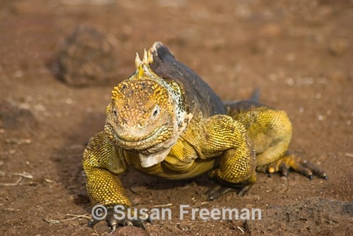 Land Iguana