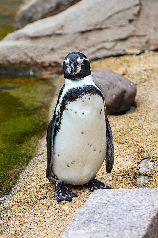 Humboldt Penguin - DSC_9388 - Birds