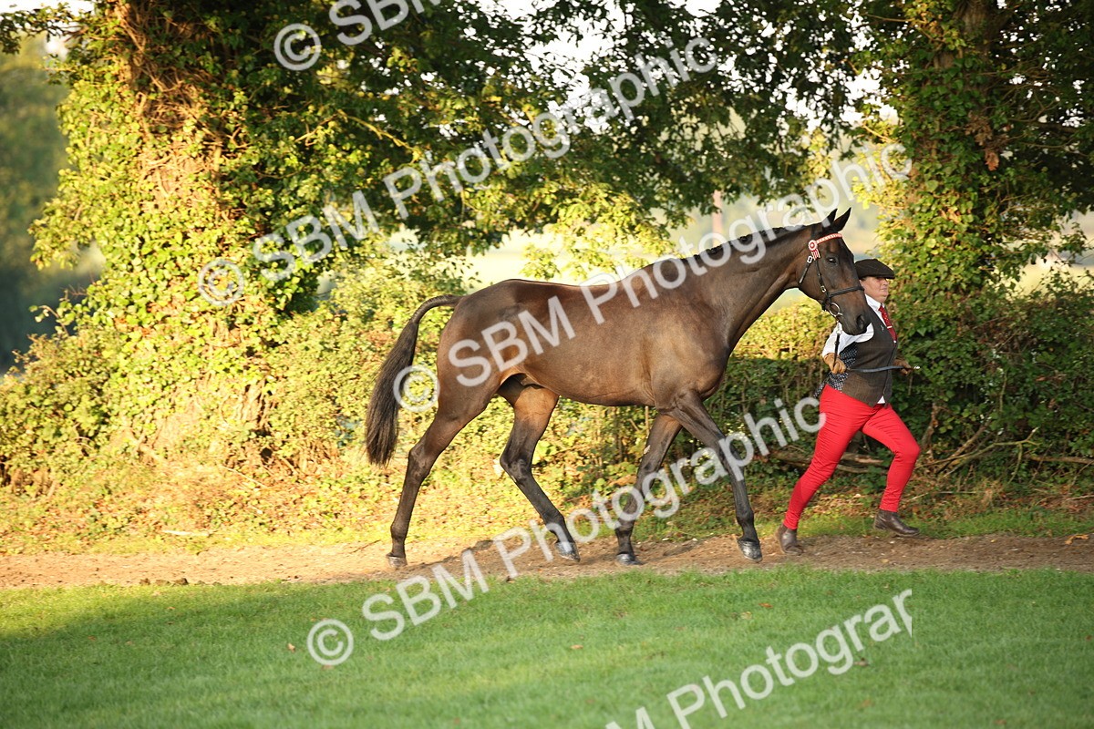 SBM_56838 - S49 - Riding Horse & Hack & Thoroughbred In Hand