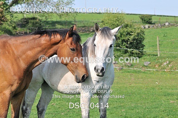 DSC_0414 - ARCHIVE REQUEST - Quincy and Guinness