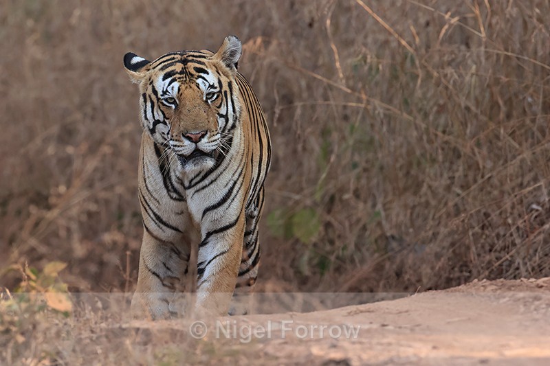 Male Tiger stops and looks, Panna, Madhya Pradesh, India - Tiger