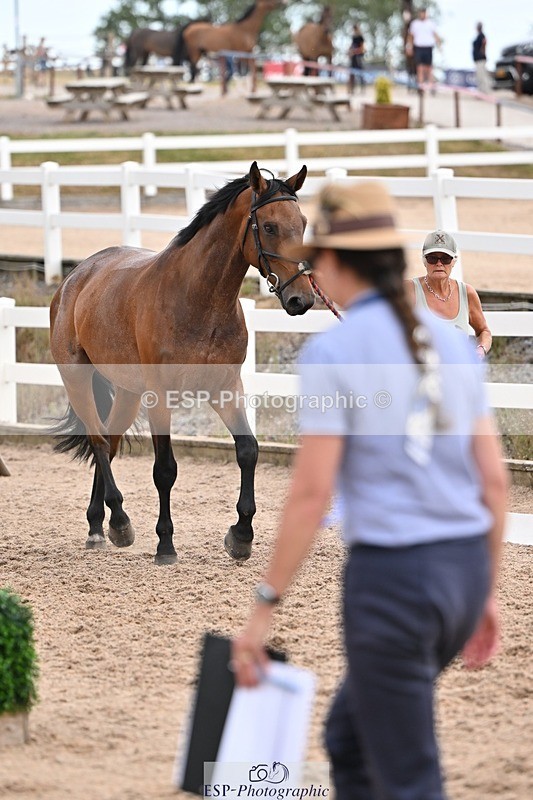 250716-145925-01585 - Trot Up 2.30 to 3.30