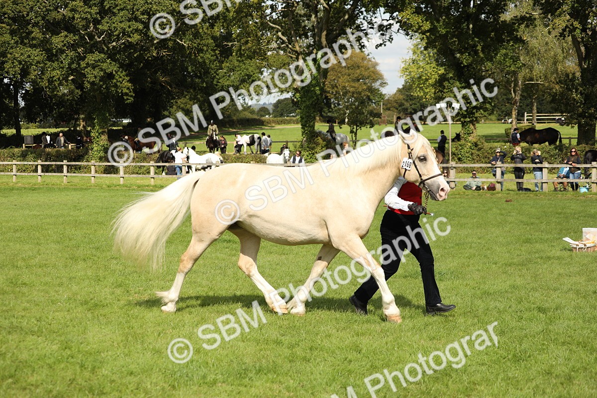 SBM_65462 - S47 - Mountain & Moorland In Hand Large Breeds